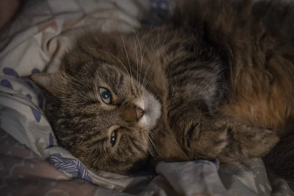 タブ茶色の猫はベッドの中で白い色のカバーに横たわっています — ストック写真