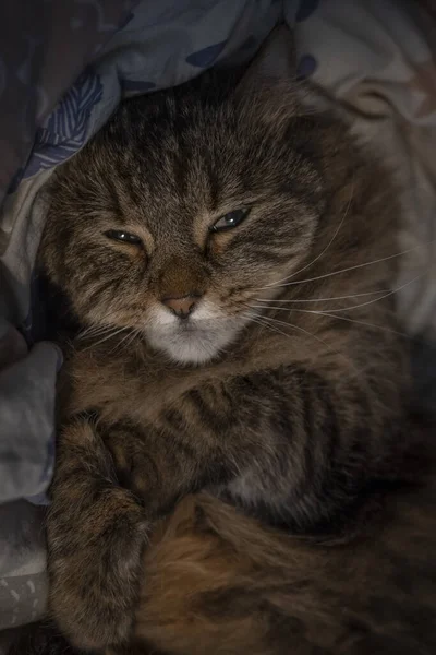 タブ茶色の猫はベッドの中で白い色のカバーに横たわっています — ストック写真