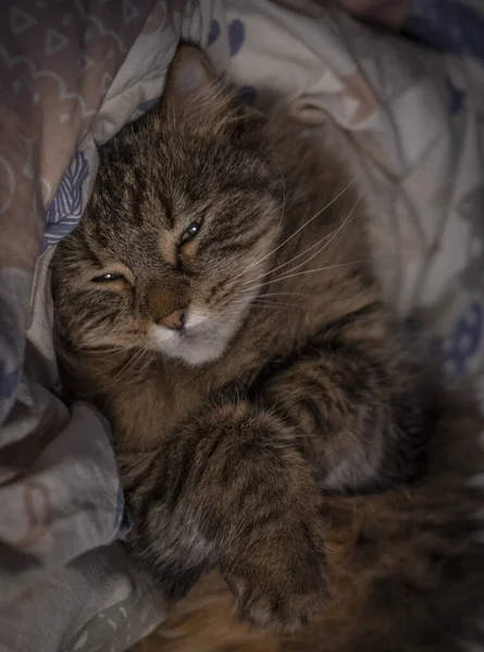Τάμπι Καφέ Γάτα Ξαπλωμένη Λευκό Χρώμα Καλύπτει Στο Κρεβάτι — Φωτογραφία Αρχείου
