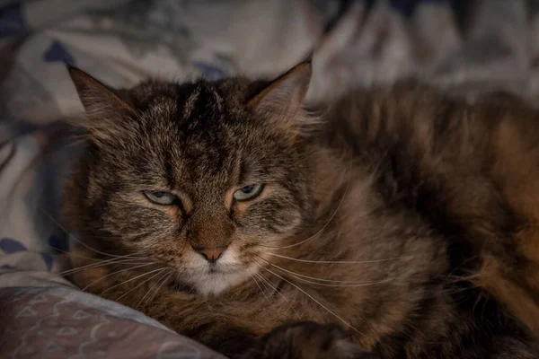 침대위에 빛깔로 고양이 — 스톡 사진