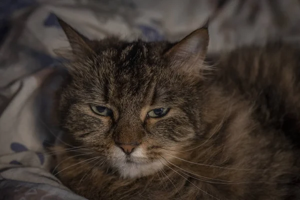 Tabby Brun Katt Liggande Vit Färg Täcker Sängen — Stockfoto