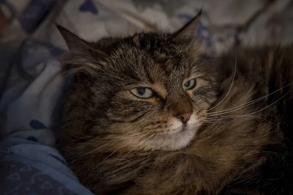 Tabby Braune Katze Liegt Weißen Farbdecken Bett — Stockfoto