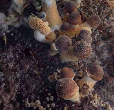 Meksika 'nın sağlıklı psilosibe mantarları sıcak tahtanın üzerindeki ıslak plastik kutuda