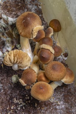 Meksika 'nın sağlıklı psilosibe mantarları sıcak tahtanın üzerindeki ıslak plastik kutuda