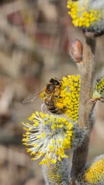 Taze polenden çıkan genç sarı bacaklı arı tükürük kapreası açar.