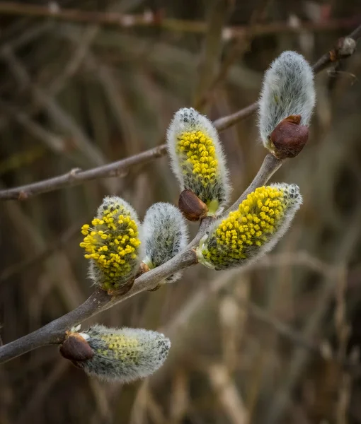 Salix Caprea Amarelo Flor Cinza Ensolarado Quente Março Dia Fresco — Fotografia de Stock