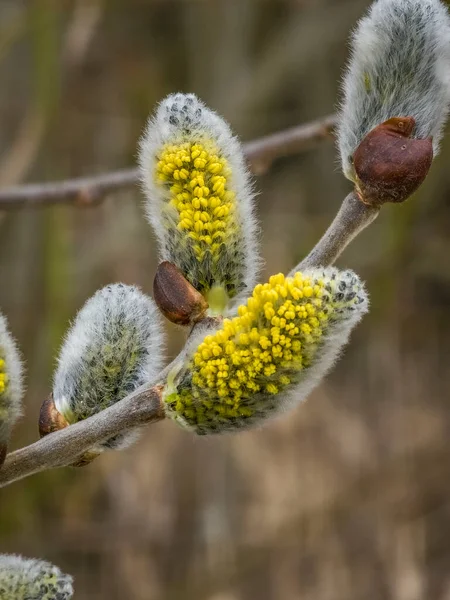 Salix Caprea Amarelo Flor Cinza Ensolarado Quente Março Dia Fresco — Fotografia de Stock
