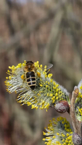 Salix Caprea Bloom Young Yellow Leg Bee Fresh Pollen — Stock Photo, Image