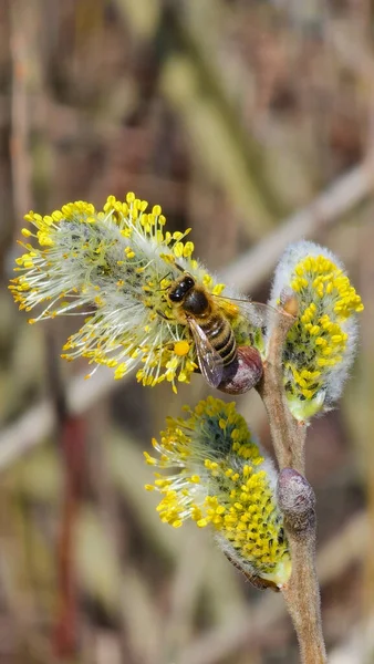 Salix Caprea Bloom Young Yellow Leg Bee Fresh Pollen — Stock Photo, Image