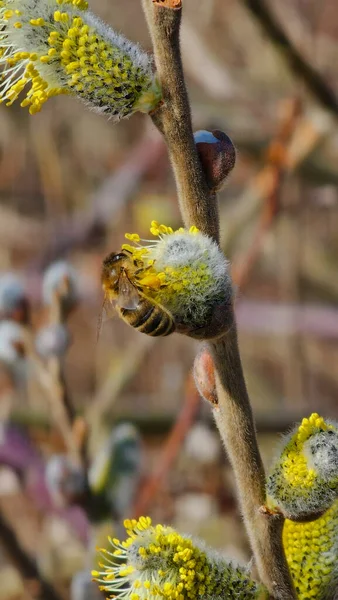 Salix Caprea Květ Mladou Žlutou Nohou Včely Čerstvého Pylu — Stock fotografie