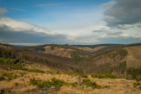 Montanhas Jeseniky Sem Florestas Com Besouro Casca Dia Nublado Primavera — Fotografia de Stock