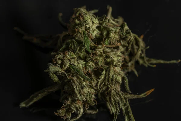 Suché Dozrávání Marihuany Tmavě Zelený Květ Černým Pozadím — Stock fotografie