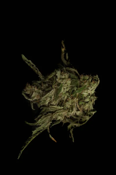 乾燥熟したマリファナ濃い緑色の花を黒の背景で咲かせます — ストック写真
