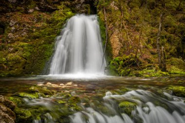 Bohinj Bistrica şelalesi ve bahar güzel bahar ormanlarında taze Slovenya 'da.