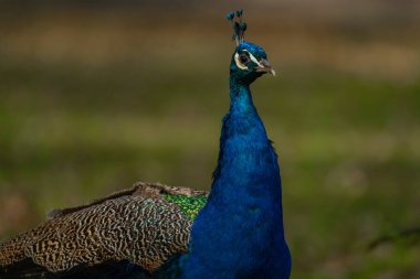 # Mavi tavus kuşu # # Kale Parkı 'nda bahar ışığı yeşil çimlerinde renk tüyleriyle #