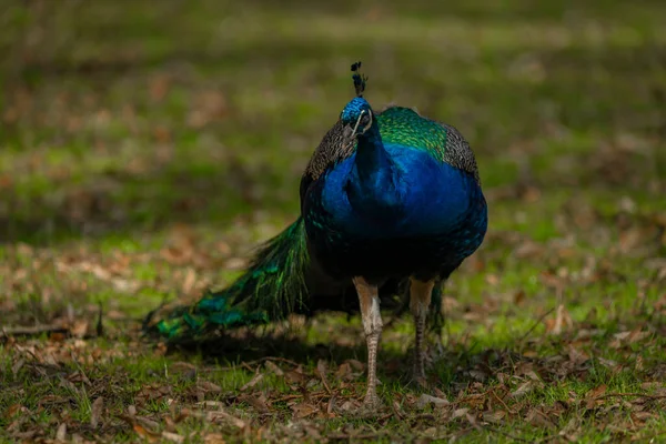 Блакитний Павич Кольоровим Пір Весняній Світло Зеленій Траві Парку Замку — стокове фото