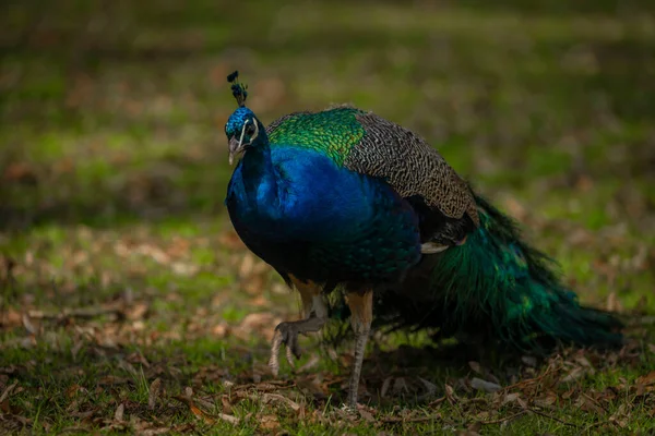 Modrý Páv Barevným Peřím Jaře Světle Zelená Tráva Zámeckém Parku — Stock fotografie