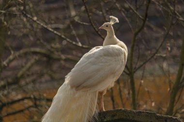 Beyaz tüylü mavi tavus kuşu bahar ışığında yeşil çimenler Castle Park 'ta