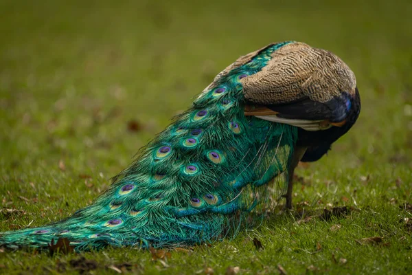 城堡公园春光绿草上的蓝色孔雀 羽毛色彩斑斓 — 图库照片