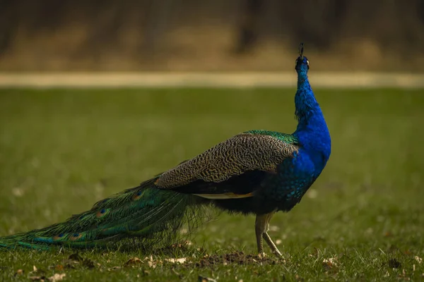 Blue peacock with color feathers on spring light green grass in castle park