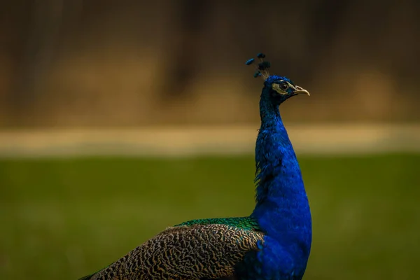 Blue Peacock Color Feathers Spring Light Green Grass Castle Park — Stock Photo, Image