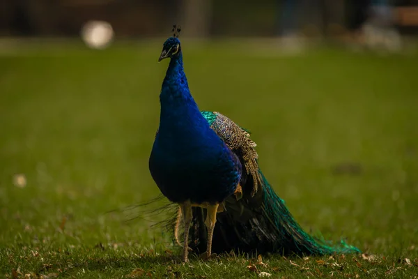 Blå Påfugl Med Fargefjær Vårgrønt Gress Slottsparken – stockfoto
