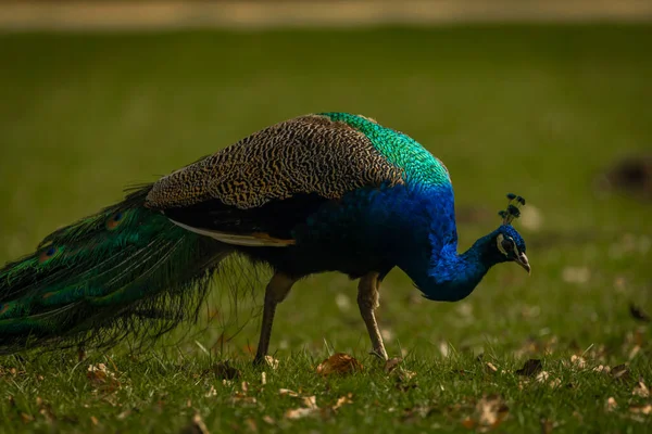 Modrý Páv Barevným Peřím Jaře Světle Zelená Tráva Zámeckém Parku — Stock fotografie