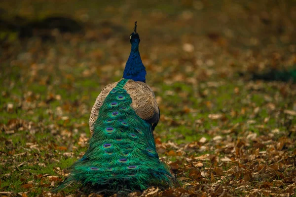 Blue peacock with color feathers on spring light green grass in castle park