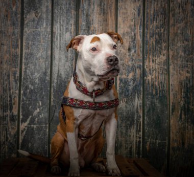 Eski ahşap duvarın yanında portakal ağacından yapılmış kutunun üzerinde oturan pitbull teriyeri.