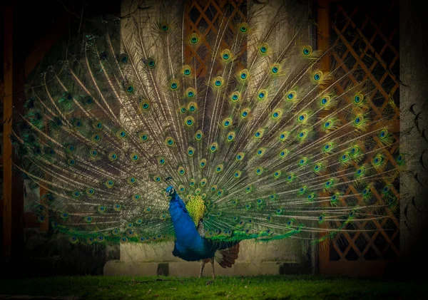 Blå Påfågel Med Färgfjädrar Våren Ljusgrönt Gräs Slottet Park — Stockfoto