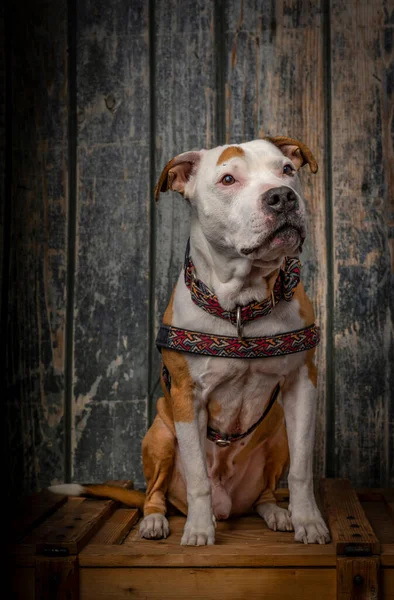Pit Bull Terrier Cerca Pared Madera Vieja Sentado Caja Madera — Foto de Stock