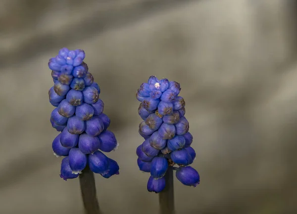 Bahar Bulutlu Gri Arka Planı Olan Mavi Muscari Çiçeği — Stok fotoğraf