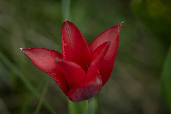Röd Tulpan Blomma Mörkgrön Gräs Våren Molnigt Vacker Dag — Stockfoto