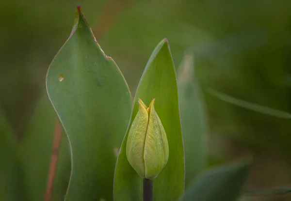 Tulipa Vermelha Flor Muito Jovem Grama Verde Escuro Primavera Dia — Fotografia de Stock