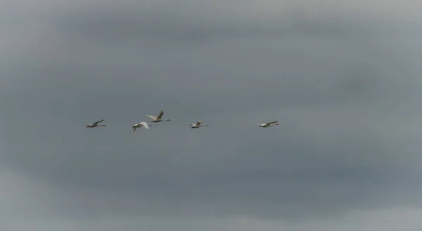 Cisnes Voando Sobre Novozamecky Lagoa Norte Boêmia Primavera Noite Nublada — Fotografia de Stock