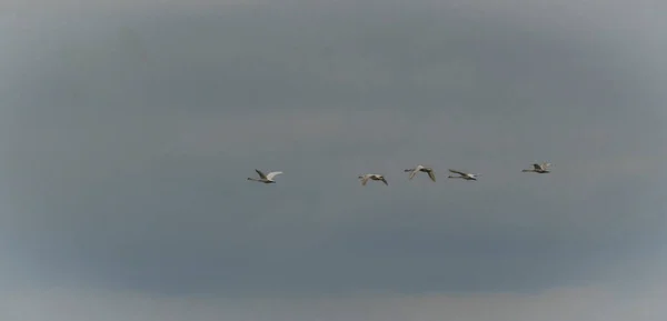 Swans Flying Novozamecky Pond North Bohemia Spring Cloudy Evening — Stock Photo, Image