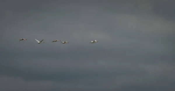 Cygnes Survolant Étang Novozamecky Dans Nord Bohême Dans Soirée Nuageuse — Photo