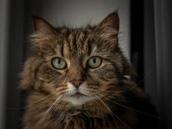 Tabby Brązowy Kot Pasiastymi Nogami Zielone Oczy Pobliżu Okna Ciemnej — Zdjęcie stockowe