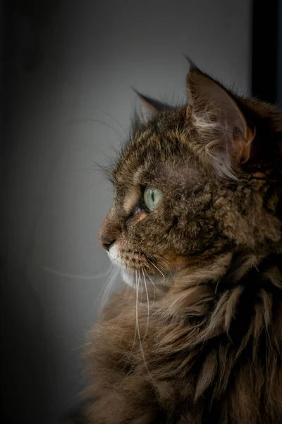 窓や暗いカーテンの近くに縞模様の足と緑の目を持つタビーブラウン猫 — ストック写真