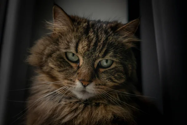 Tabby Braune Katze Mit Gestreiften Beinen Und Grünen Augen Fenster — Stockfoto