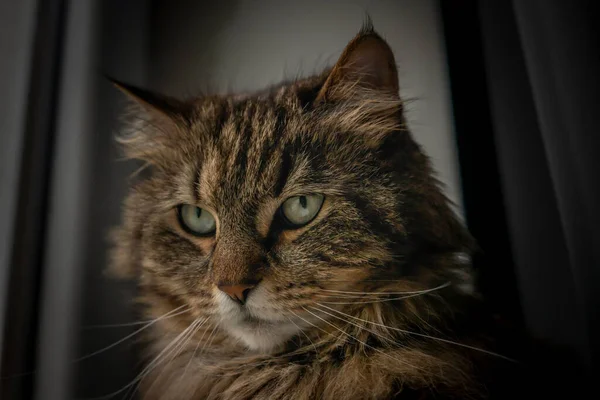斑斑棕色的猫 带条纹的腿和绿色的眼睛靠近窗户和黑暗的帷幕 — 图库照片
