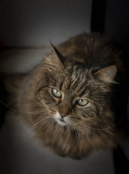 턱뼈에 줄무늬가 과어두운 근처의 고양이 — 스톡 사진