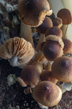 Meksika 'nın sağlıklı psilosibe mantarları sıcak tahtanın üzerindeki ıslak plastik kutuda