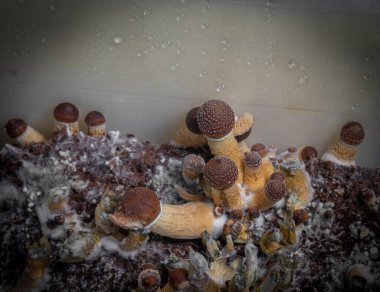 Meksika 'nın sağlıklı psilosibe mantarları sıcak tahtanın üzerindeki ıslak plastik kutuda