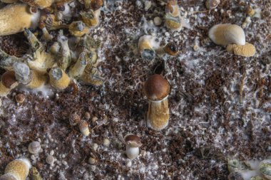 Meksika 'nın sağlıklı psilosibe mantarları sıcak tahtanın üzerindeki ıslak plastik kutuda