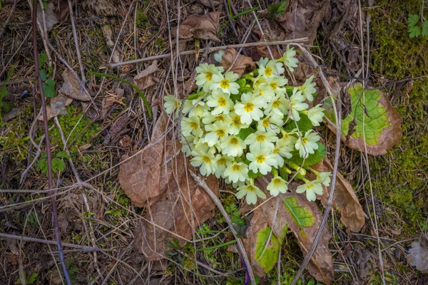 Cowslip Λουλούδι Την Άνοιξη Θολό Πρωί Στη Σλοβενία Βουνά Φρέσκο — Φωτογραφία Αρχείου