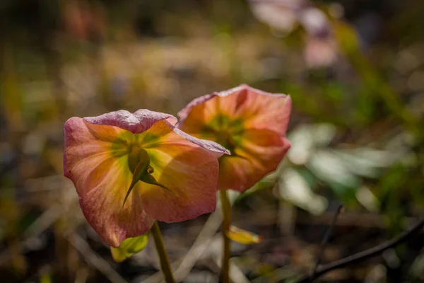 Helleborus Viridis Tavasz Virág Vad Hegyek Észak Szlovéniában — Stock Fotó