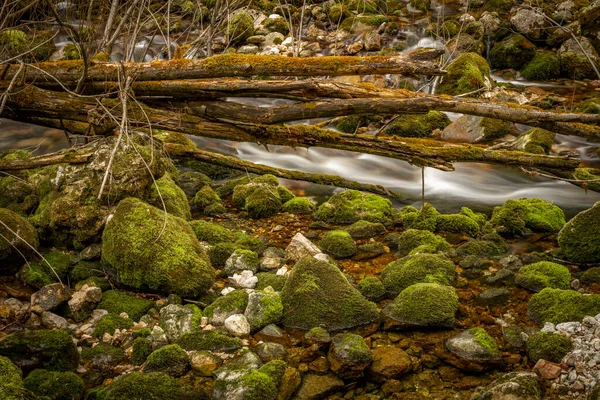 Rzeka Bohinj Bistrica Wiosną Północy Świeża Słowenia Pięknym Lesie Wiosennym — Zdjęcie stockowe