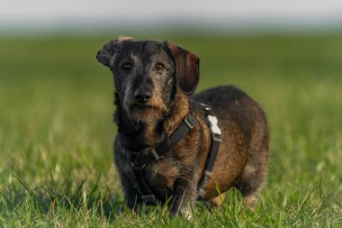Baharda yeşil çayır üzerinde neşeli bir porsuk köpeği.