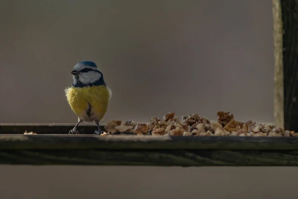 Tit Mouse Bird Bird Feeder Nuts Sunny Spring Fresh Morning —  Fotos de Stock